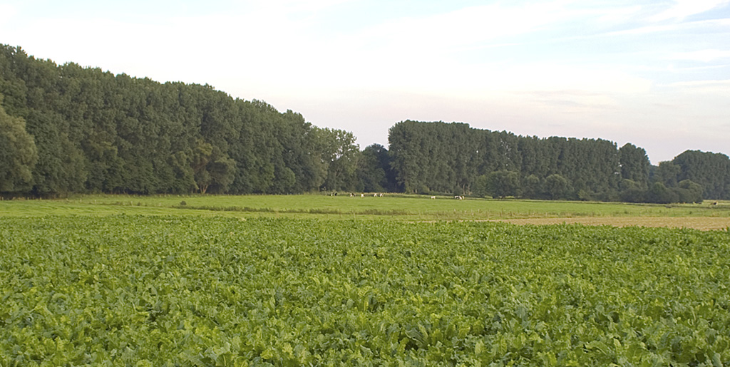 Junges Feld mit Wald im Hintergrund. Blauer Himmel. Niederrhein.