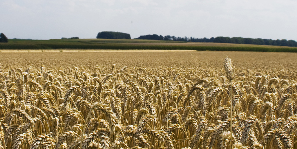 Getreidefeld am Niederrhein. Kurz vor der Ernte.
