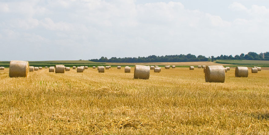 abgeerntetes Getreidefeld mit großen Rollen Stroh