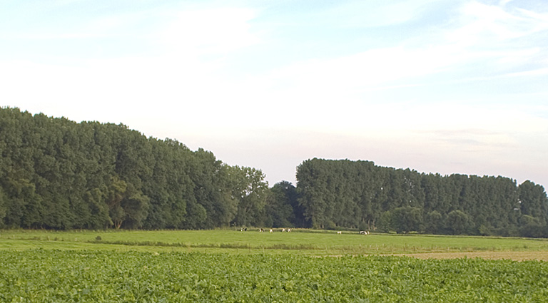 Junges Feld mit Wald im Hintergrund. Blauer Himmel. Niederrhein.