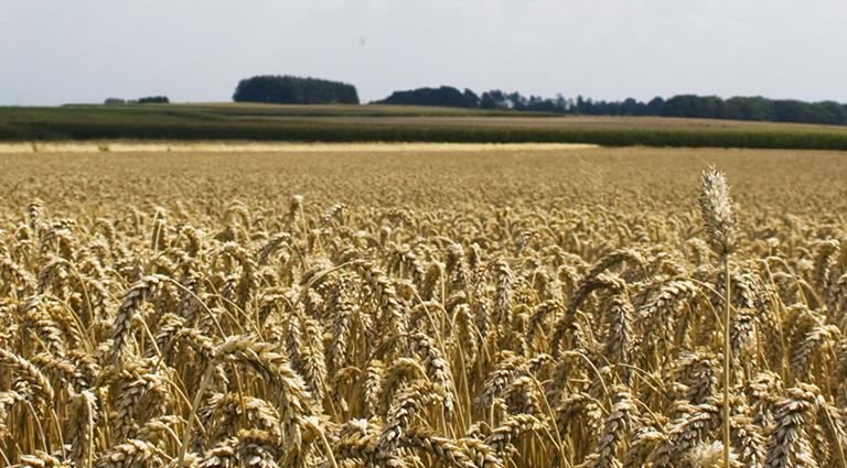 Getreidefeld am Niederrhein. Kurz vor der Ernte.