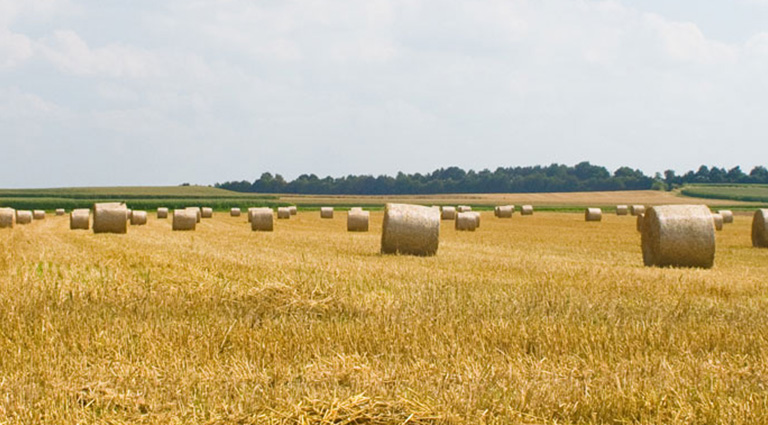 abgeerntetes Getreidefeld mit großen Rollen Stroh