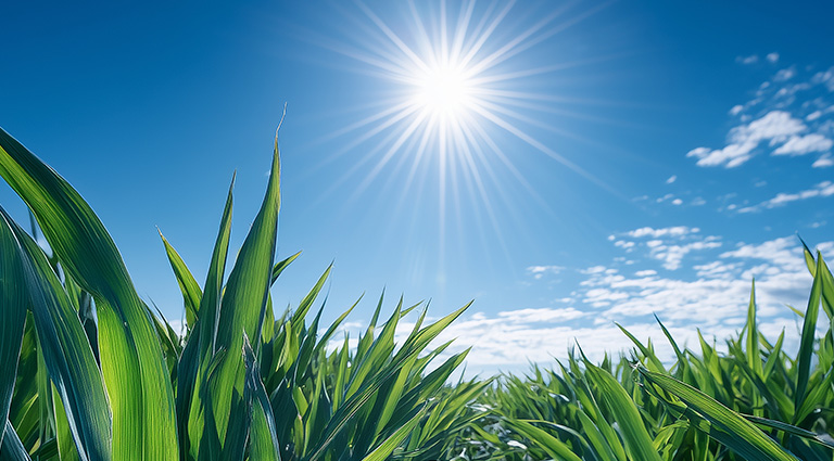 Maisfeld mir blauem Himmel.