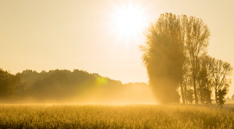 Sonnenuntergang am Niederrhein. Feld und Pappeln, Wald im Hintergrund.