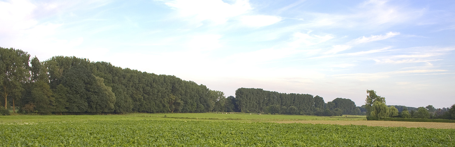 Junges Feld mit Wald im Hintergrund. Blauer Himmel. Niederrhein.