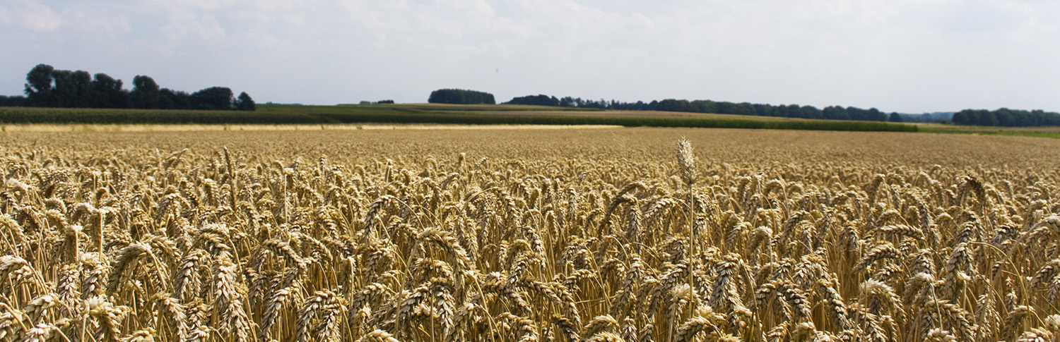 Getreidefeld am Niederrhein. Kurz vor der Ernte.