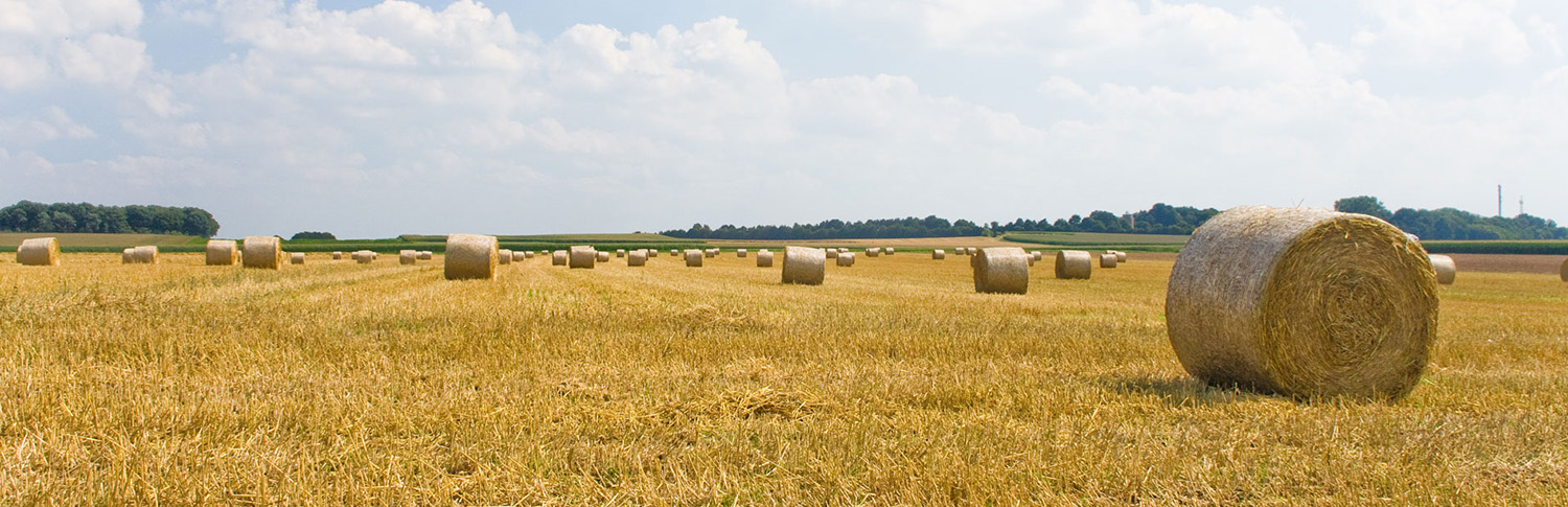 abgeerntetes Getreidefeld mit großen Rollen Stroh