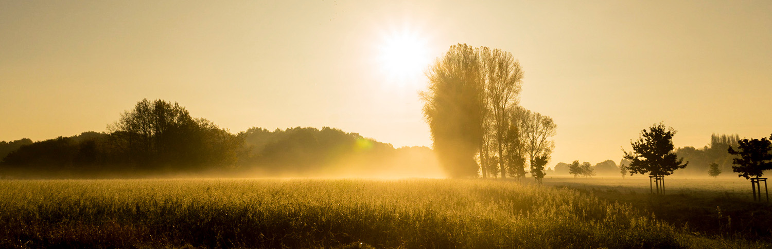 Sonnenuntergang am Niederrhein. Feld und Pappeln, Wald im Hintergrund.