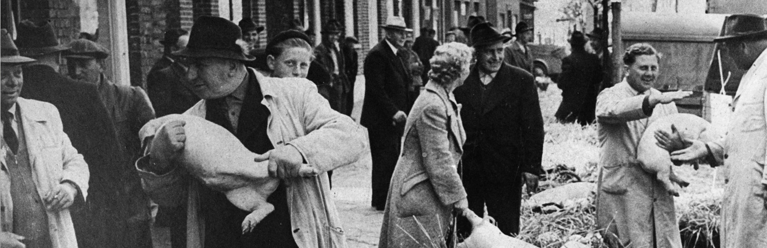 Schwarzweißbild vom Ferkelmarkt. ca. 1950